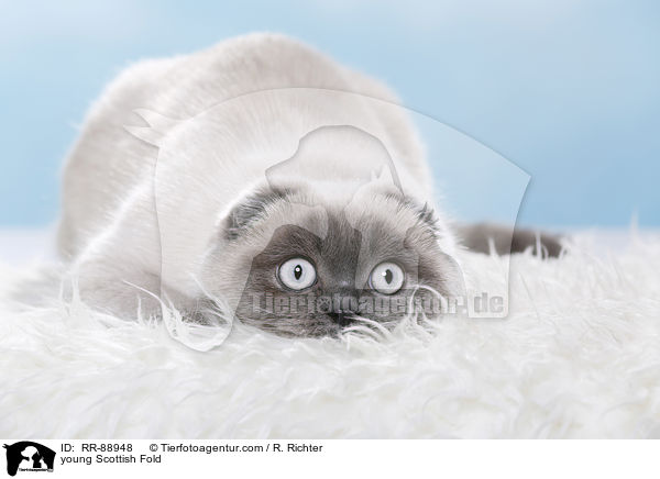 junge Scottish Fold / young Scottish Fold / RR-88948