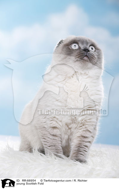 junge Scottish Fold / young Scottish Fold / RR-88954