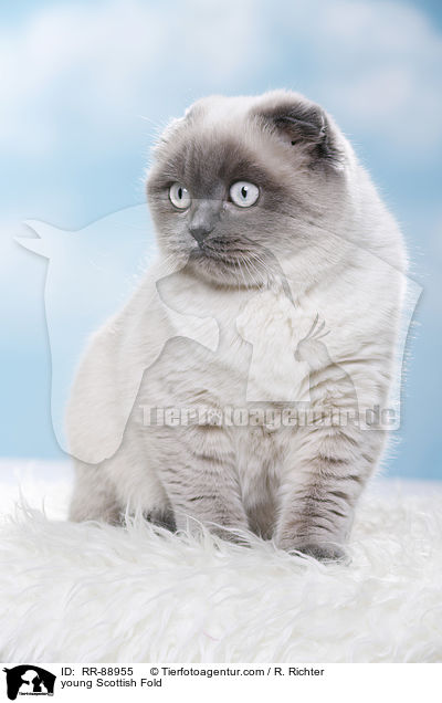 junge Scottish Fold / young Scottish Fold / RR-88955