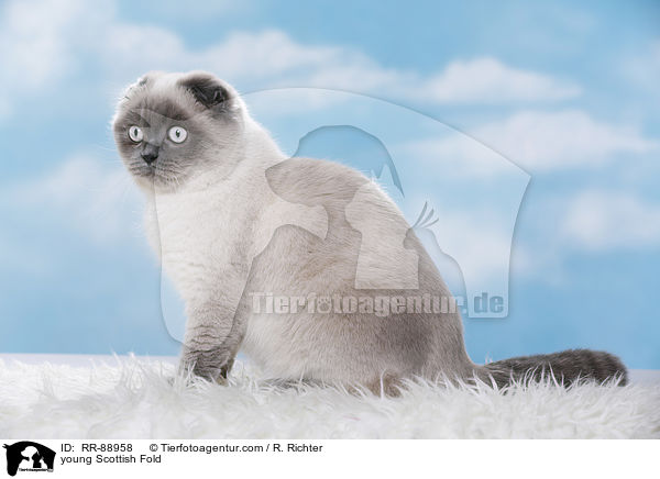 junge Scottish Fold / young Scottish Fold / RR-88958