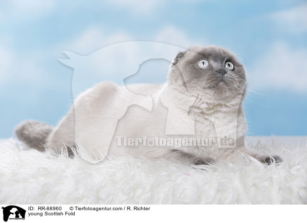 junge Scottish Fold / young Scottish Fold / RR-88960