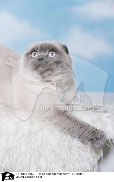 junge Scottish Fold / young Scottish Fold / RR-88962