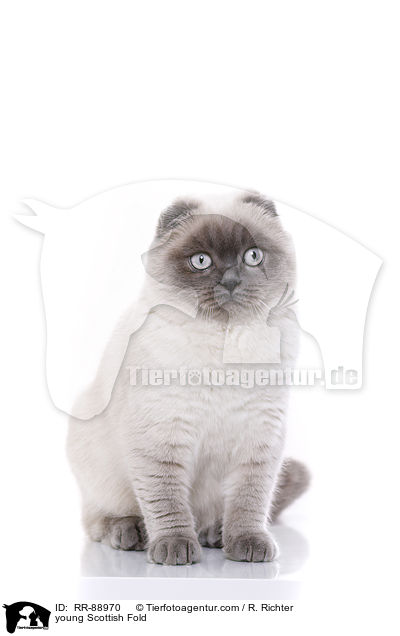 junge Scottish Fold / young Scottish Fold / RR-88970