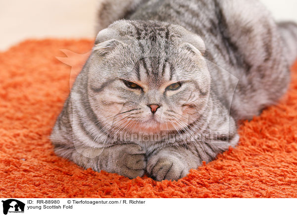 junge Scottish Fold / young Scottish Fold / RR-88980