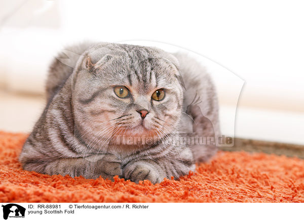 junge Scottish Fold / young Scottish Fold / RR-88981