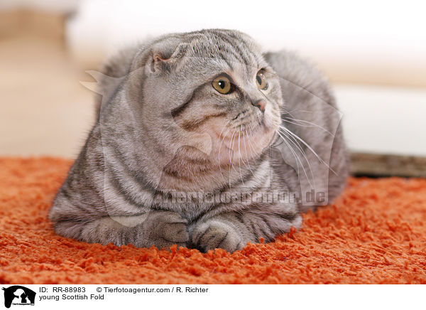 junge Scottish Fold / young Scottish Fold / RR-88983