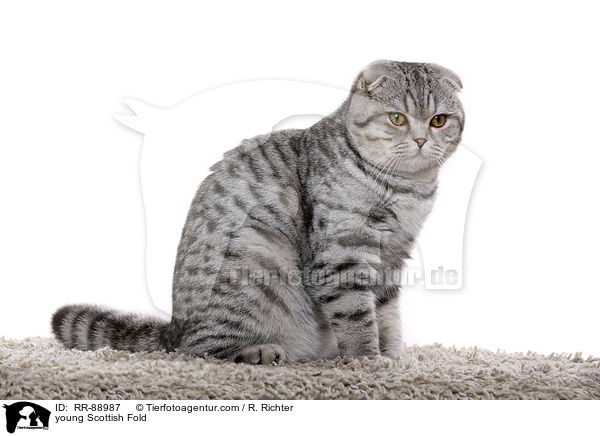 junge Scottish Fold / young Scottish Fold / RR-88987