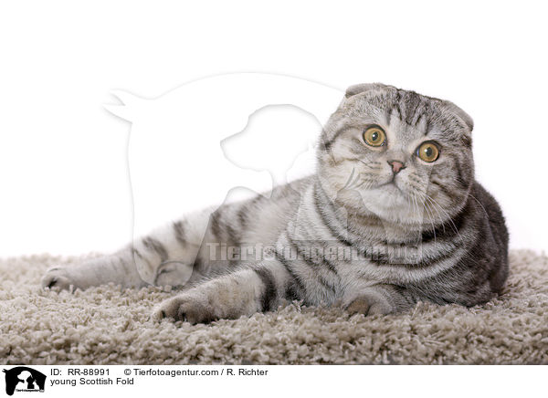 junge Scottish Fold / young Scottish Fold / RR-88991