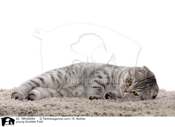 junge Scottish Fold / young Scottish Fold / RR-88994