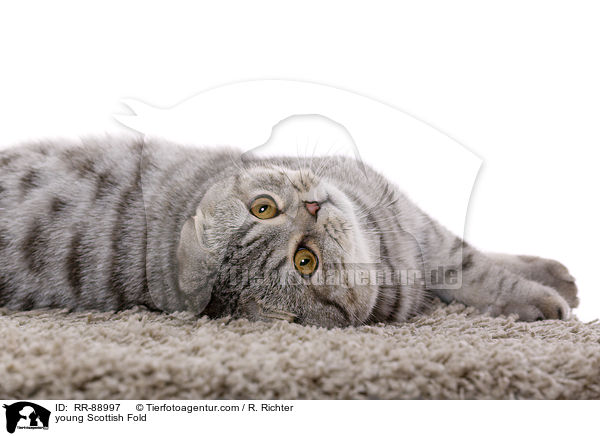 junge Scottish Fold / young Scottish Fold / RR-88997