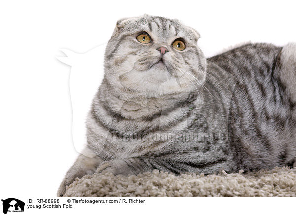 junge Scottish Fold / young Scottish Fold / RR-88998