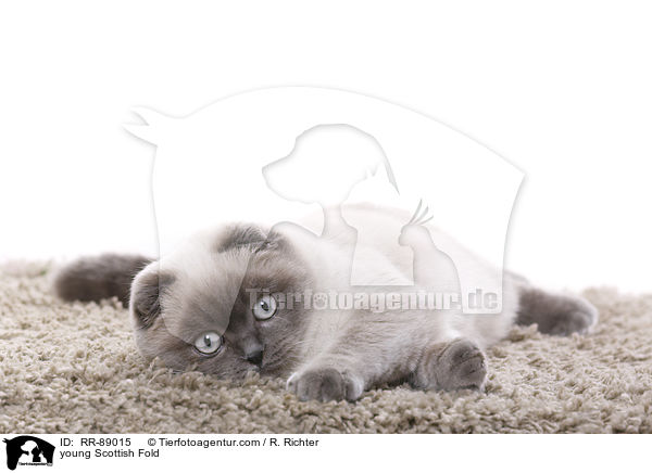 junge Scottish Fold / young Scottish Fold / RR-89015