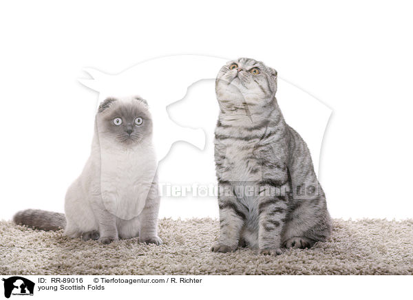 junge Scottish Folds / young Scottish Folds / RR-89016