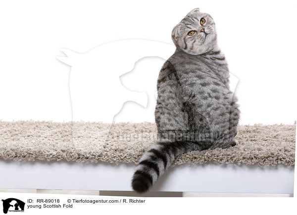 junge Scottish Fold / young Scottish Fold / RR-89018