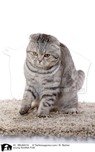 junge Scottish Fold / young Scottish Fold / RR-89019