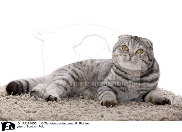 junge Scottish Fold / young Scottish Fold / RR-89055