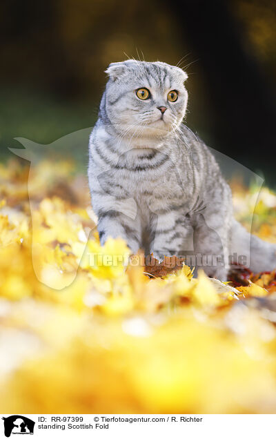 stehende Scottish Fold / standing Scottish Fold / RR-97399