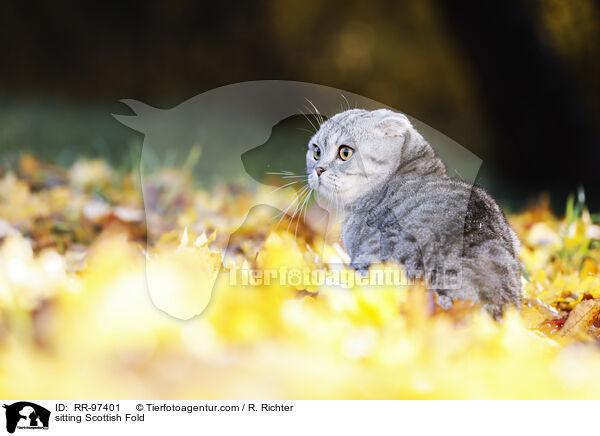 sitzende Scottish Fold / sitting Scottish Fold / RR-97401