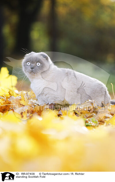 stehende Scottish Fold / standing Scottish Fold / RR-97408