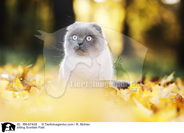 sitzende Scottish Fold / sitting Scottish Fold / RR-97409