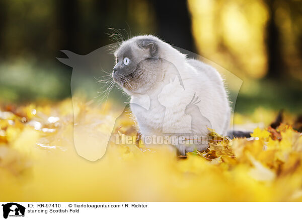 stehende Scottish Fold / standing Scottish Fold / RR-97410