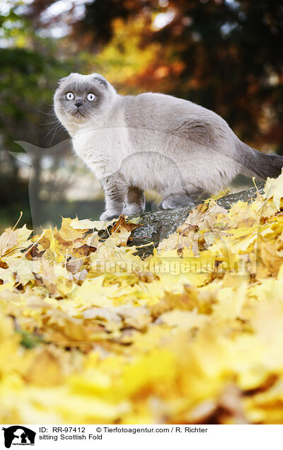 sitzende Scottish Fold / sitting Scottish Fold / RR-97412