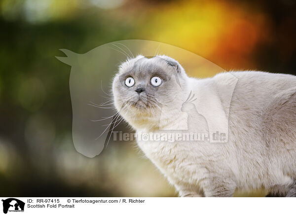 Scottish Fold Portrait / Scottish Fold Portrait / RR-97415