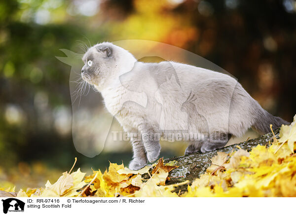 sitzende Scottish Fold / sitting Scottish Fold / RR-97416