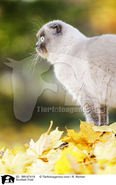 Schottische Faltohrkatze / Scottish Fold / RR-97419