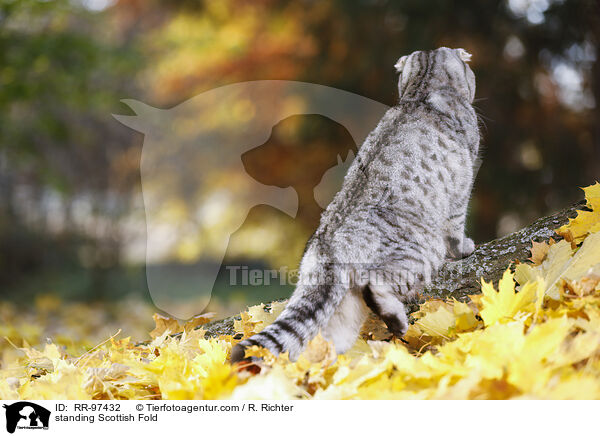 stehende Scottish Fold / standing Scottish Fold / RR-97432