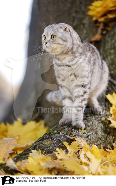 stehende Scottish Fold / standing Scottish Fold / RR-97439