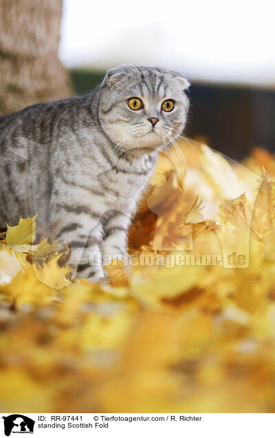 stehende Scottish Fold / standing Scottish Fold / RR-97441