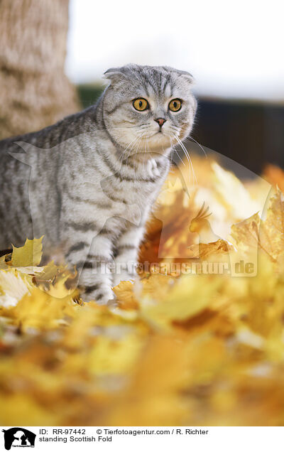 stehende Scottish Fold / standing Scottish Fold / RR-97442