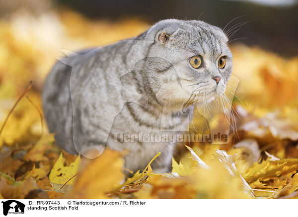 stehende Scottish Fold / standing Scottish Fold / RR-97443