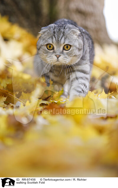 laufende Scottish Fold / walking Scottish Fold / RR-97456