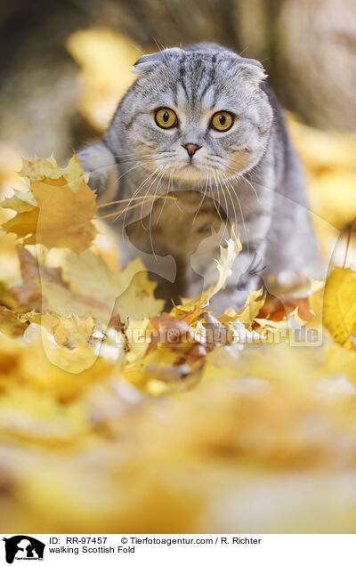 laufende Scottish Fold / walking Scottish Fold / RR-97457