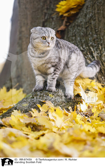 stehende Scottish Fold / standing Scottish Fold / RR-97459