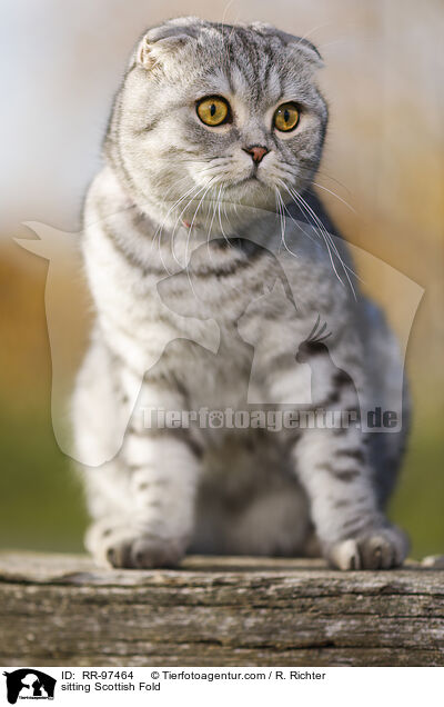 sitzende Scottish Fold / sitting Scottish Fold / RR-97464