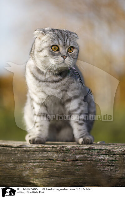 sitzende Scottish Fold / sitting Scottish Fold / RR-97465