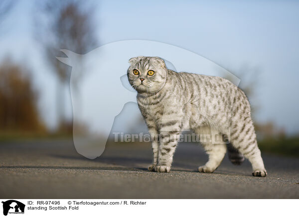 stehende Scottish Fold / standing Scottish Fold / RR-97496