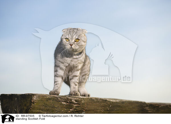 stehende Scottish Fold / standing Scottish Fold / RR-97505