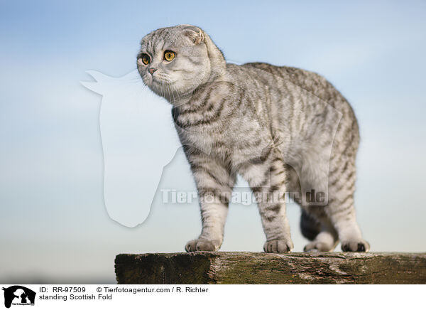 stehende Scottish Fold / standing Scottish Fold / RR-97509