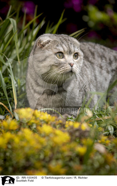 Scottish Fold / Scottish Fold / RR-100405