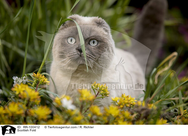 Scottish Fold / Scottish Fold / RR-100412