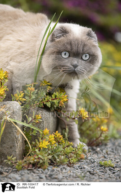 Scottish Fold / Scottish Fold / RR-100417