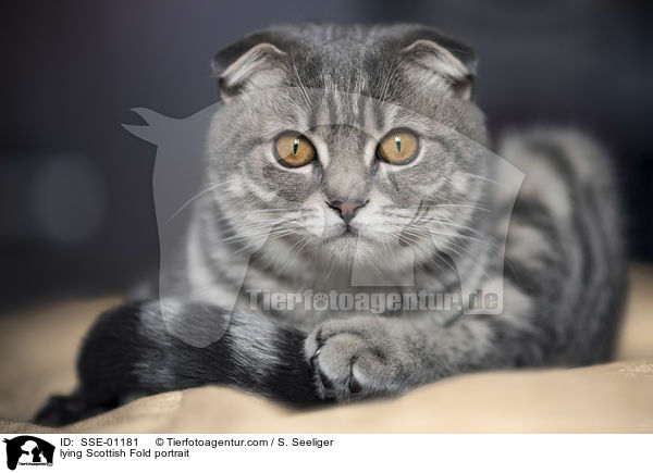 liegende Scottish Fold Portrait / lying Scottish Fold portrait / SSE-01181