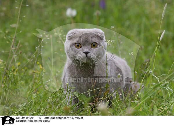 Scottish Fold auf Wiede / Scottish Fold on meadow / JM-04261