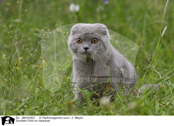 Scottish Fold auf Wiede / Scottish Fold on meadow / JM-04263