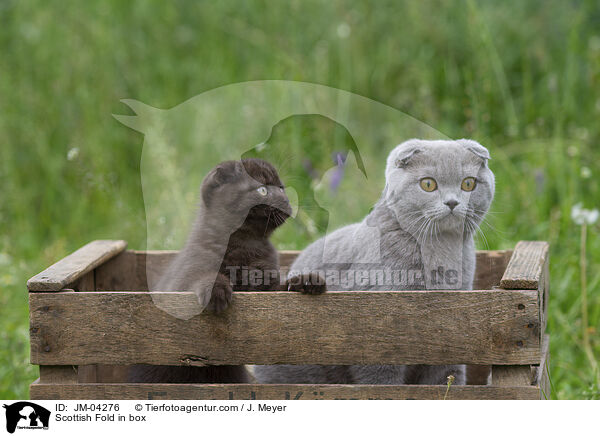 Scottish Fold in Kiste / Scottish Fold in box / JM-04276