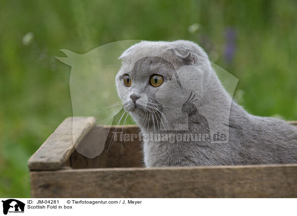 Scottish Fold in Kiste / Scottish Fold in box / JM-04281